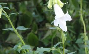 Image result for Ceratotheca triloba