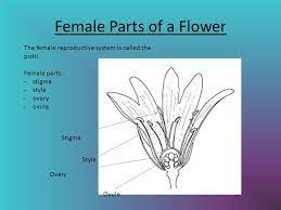 The growth and activity of these parts are regulated. Parts Of A Flower By Brittanie Ppt Download