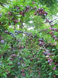 Room For Exactly One Small Tree Perhaps It Should Be A Plum Fruit Garden Fruit Edible Garden