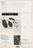 Image result for Ardisiandra sibthorpioides