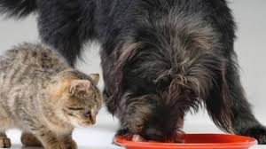 Jun 18, 2021 · excessive heat warning extended for tucson area: How Can You Spot Heatstroke In Cats And Dogs Miami Herald