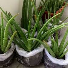 Pokok lidah buaya boleh mempercepatkan penyembuhan kesan terbakar. Real Live Aloe Vera Plant Pokok Lidah Buaya For Cuts Burns Scalded Hot Water As Air Purifier Shopee Malaysia