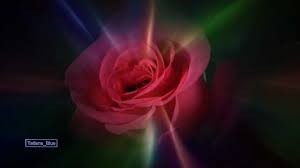 Leo Rojas The Rose Beautiful Songs Music Songs Flute Music