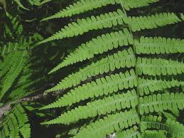 Image result for Deparia