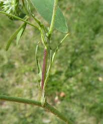 Image result for Trifolium squarrosum