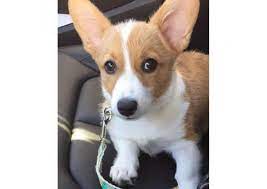Welsh corgi puppies are intelligent, compact and strong herder pups that are sure to keep you entertained, however corgis only need moderate size: Pembroke Welsh Corgi Puppies For Sale In Virginia Pembrokewelshcorgiforsale Pembroke Welsh Corgi Puppies Corgi Pembroke Welsh Corgi