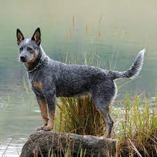 Texas Heeler Breed Information Spiritdog Training