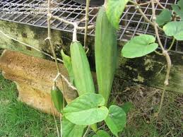 Image result for Telosma