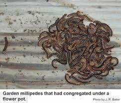 But watch out for swarms and/or high numbers. Garden Millipede In The Landscape Nc State Extension Publications