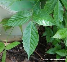 Image result for Cayratia gracilis