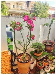 好养的4种花，枝插就成活，叶美花美、越养越多家里放不下了_鲜花绿植_什么值得买