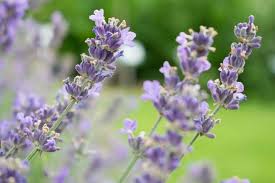 Lavendel Schneiden Wann Und Wie Viel Lavendel Schneiden Lavendel Garten Lavendel