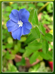 The depiction of this plant is a snapshot of how it grows in our nursery. Dazzling Blue Flowers Of Evolvulus Glomeratus John Jacq S Garden