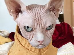 The sphynx cat is an energetic, acrobatic performer who loves to show off for attention. Pictures Of Loki The Sphynx The New Grumpy Cat