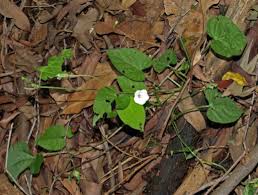 Image result for Ipomoea plebeia