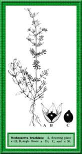 Image result for Nothosaerva