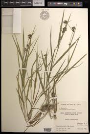 Image result for Fuirena ciliaris