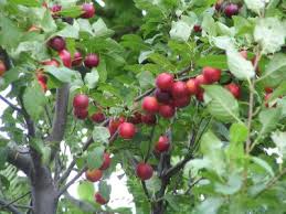 Prunier D Ornement Prunus Cerasifera Taille Bouturage Entretien
