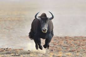 Image result for yak