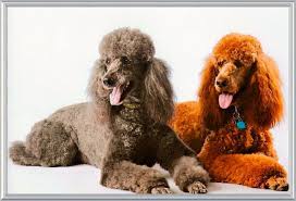 Get ready for the biggest marketing launch of the year, combining innovation as well as design. Pin On Dogs