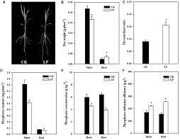 Frontiers A Larger Root System Is Coupled With Contrasting Expression Patterns Of Phosphate And Nitrate Transporters In Foxtail Millet Setaria Italica L Beauv Under Phosphate Limitation Plant Science