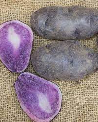 Russian Blue Organic Seed Potatoes West Coast Seeds