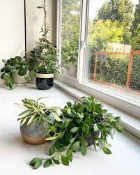 Hoya kentiana __ homestead brooklyn's plant one on me is a series on indoor and outdoor gardening, houseplant home tours, greenhouse and botanic garden field trips, interviews, travelogues, and more. Yesterday Was A Great Day For Hoya Finds 10 Walmart Bilobata And 7 99 Variegated Wayetii Or Kentiana Not Sure Which Houseplants