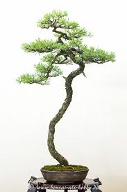 Pin Auf Bonsai Baume