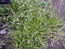 Image result for Eragrostis japonica