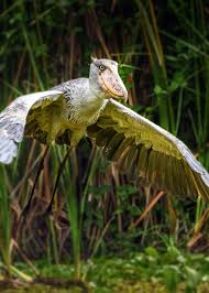 It stands 5 feet tall, sounds like a machine gun and can crush a crocodile to death. 38 Shoebill Stork Facts Yes They Re Real Balaeniceps Rex Justbirding Com