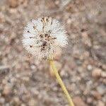 Image result for Felicia abyssinica