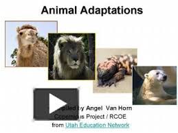 Animal Adaptations Animal Adaptations Animals Adaptations
