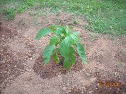Buy healthy plants that are 4 to 6 inches tall (fig. Pepper Plants Not Growing Tall