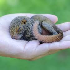 how to care for a baby squirrel everything you ever wanted