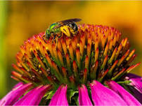 Nature Time: Pollinators