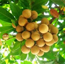 Buah berbentuk bulat dengan ukuran sebesar kelereng ini memiliki rasa yang. Anim Agro Technology Mata Kucing Kajian Kes