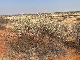 Image result for Acacia mellifera