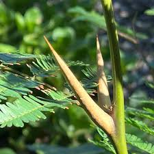 Image result for Acacia cornigera