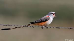 Scissortail Flycatcher Dozens Of These Birds Would Line Up Along The Wires At Sunset As If They Wanted To Watch Th Flycatcher Bird Watchers Beautiful Birds