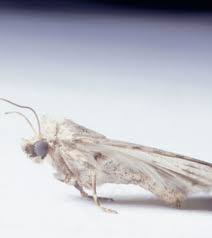 With the customer in mind, he developed service techniques utilizing integrated pest management methods and made customer safety and effective treatments the primary focus of his business. Richmond Pest Control