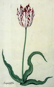 Semper Augustus Expensive Flowers Rare Flowers Botanical Flowers