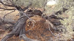 Image result for Acacia haematoxylon
