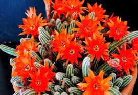 ¿cuáles son las mejores variedades para principiantes? Las 9 Especies De Cactus Que Florecen Si O Si En Primavera