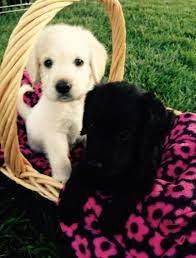 Why buy a labradoodle puppy for sale if you can adopt and save a life? F1 Labradoodle Puppies For Sale In San Diego California Classified Americanlisted Com