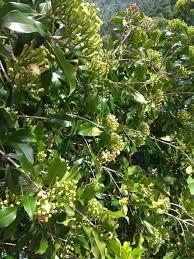 Pokok susu nabi ini amat senang didapati ,pokoknya rendah sahaja,jika di patahkan dahannya akan mengeluarkan getah seperti. Wannura Wordpress Com Seo Review