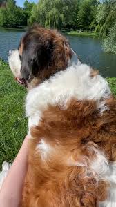 Saint Bernard Dog: The Gentle Giant of Beethoven Breed