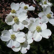 Image result for Cornus