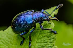 Image result for Platycoryne pervillei