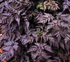 Image result for Coleus sylvestris