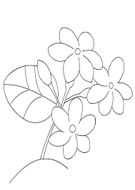 Coloring Pages Jasmine Flower Coloring Pages Flower Coloring Pages Jasmine Flower